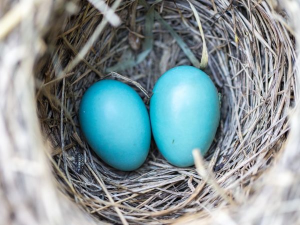 A nest of eggs